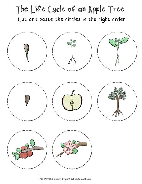 Life Cycle Of An Apple Tree Printable