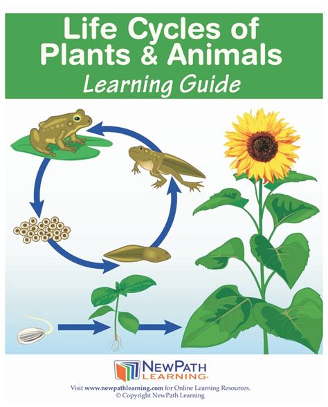 Life Cycles of Plants and Animals Doc