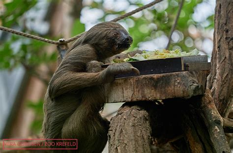 Life Expectancy of Sloths: A Comprehensive Guide to the Drowsy Doze of the Rainforest