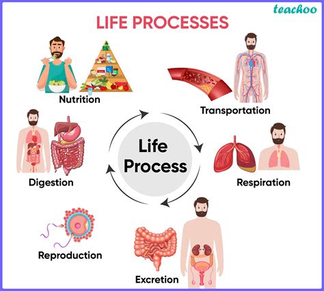 Life Processes PDF