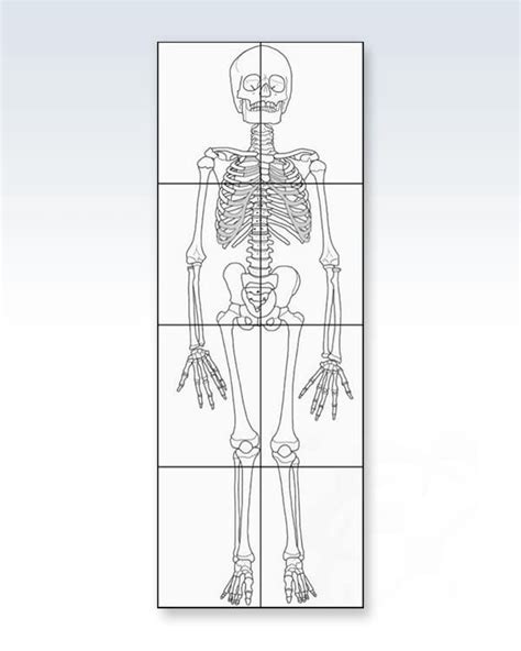 Life Size Human Skeleton Print Out - ReaderDoc Com PDF Doc