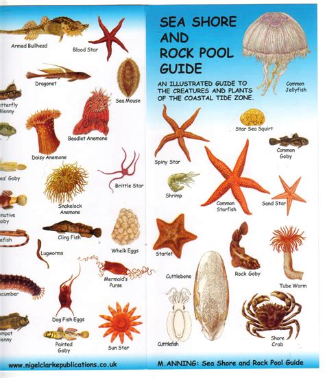 Life on the Rocks 12 Common Creatures on the Pacific Rocky Coast A Guide for Kids