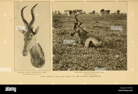 Life-histories of African game animals Reader