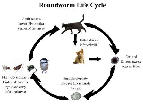 Lifecycle of the Roundworm