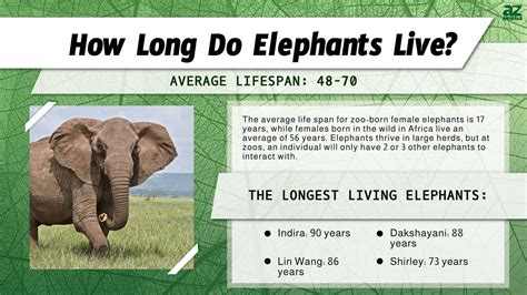 Lifespan of an Elephant: 70+ Amazing Years