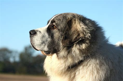 Lifespan of the Majestic Pyrenean Dogs: A Comprehensive Guide