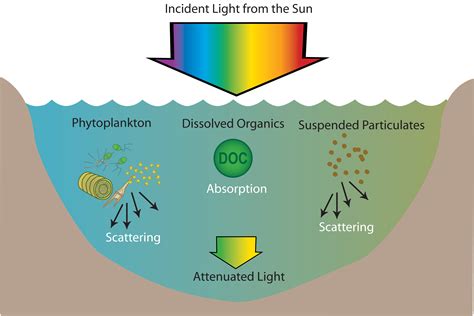 Light Absorption and Absorbents in Sea Waters 1st Edition Doc