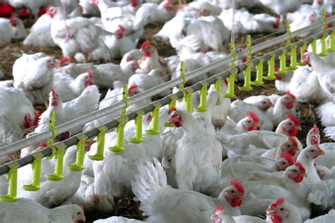 LilChick: A Revolutionary Approach to Sustainable Poultry Farming