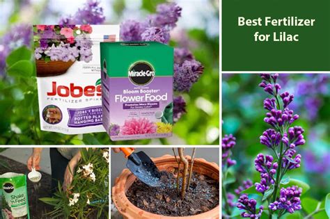 Lilac Fertilizer: The 5 Essential Tips You Need to Know