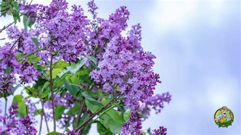 Lilac Fertilizing Needs: The Ultimate Guide to Nourishing Your Shrubs