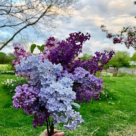 Lilac Plants: An Overview