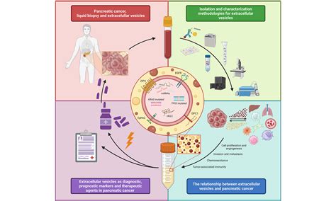 Lilbrous14: Unveiling the Untapped Potential of a Novel Therapeutic Frontier