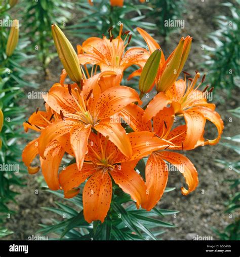 Lilies Asianarches: Unveiling the Enchantment of Asiatic Lilies