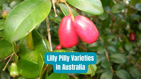 Lillypillyhell: A Comprehensive Guide to the Dangers of Lillypilly Trees