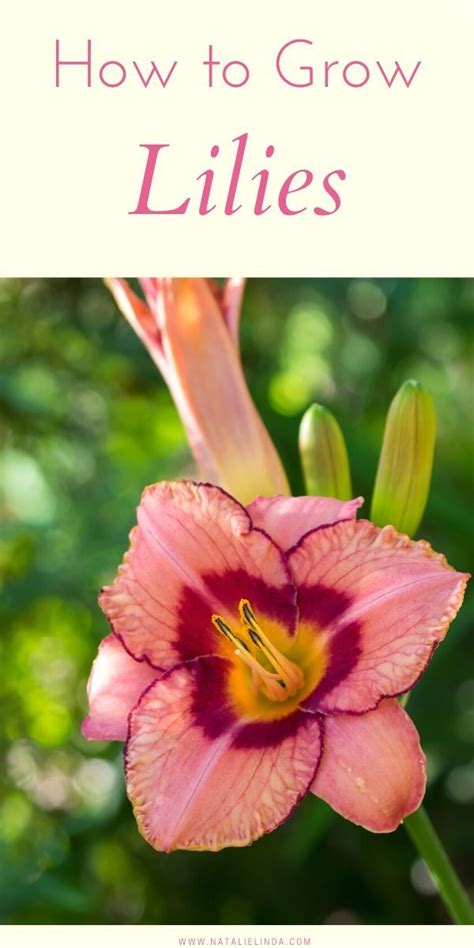 Lily Lust: A Comprehensive Guide to Growing and Enjoying the Beauty of Lilies