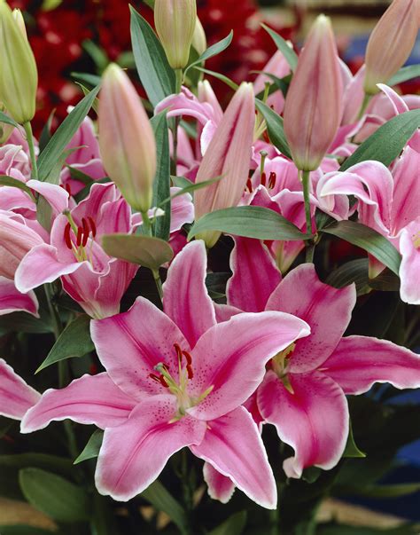 Lily Magno: A Fragrant and Enchanting Flower