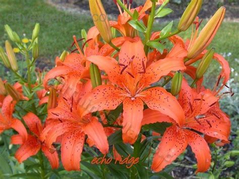 Lily P.: A Versatile and Enchanting Plant