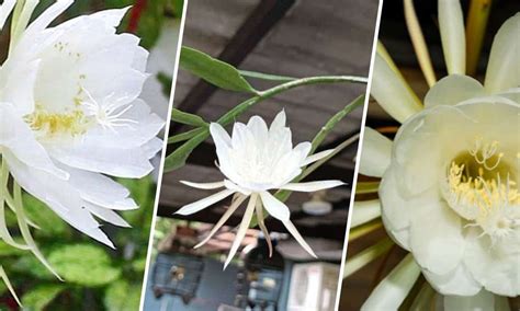 Lily Secret: Unveiling the Mystique of the Beloved Flower