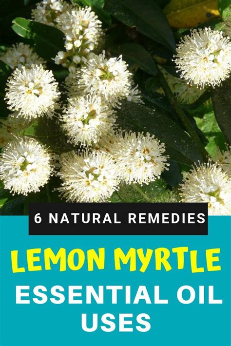 Limonemiel: A Natural Remedy for a Variety of Ailments