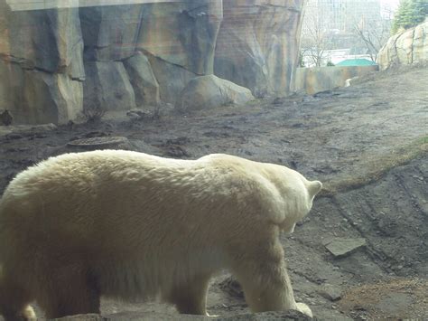 Lincoln Park Zoo Summer Jobs: A Rewarding Experience for Young Professionals