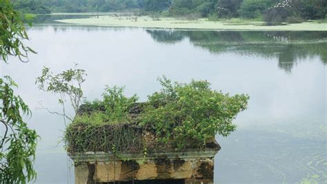 Lingambudhi Lake: A Serene Oasis in the Heart of Odisha