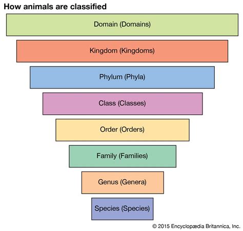 Linnaean Classification System Answers Doc