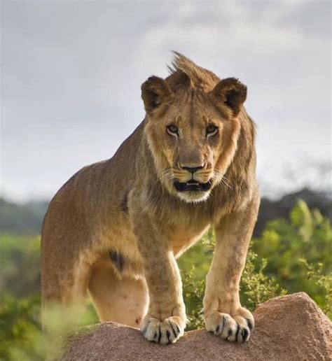 Lions: A Majestic and Powerful Animal