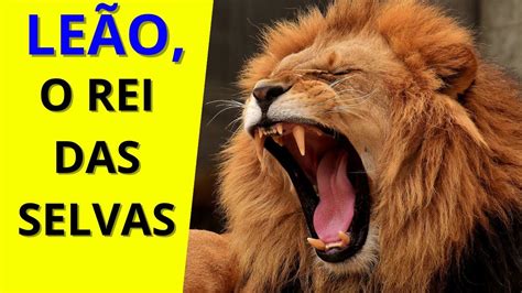 Lions Bet: A Aposta do Rei das Selvas