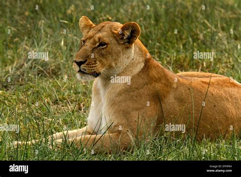 Lions Hats: A Symbol of Power, Courage, and Nobility