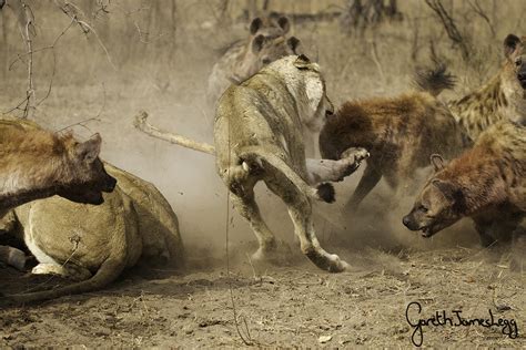 Lions and Hyenas: A Rivalry of Coexistence