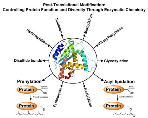 Lipid Modifications of Proteins PDF