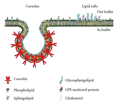 Lipid Rafts and Caveolae Epub