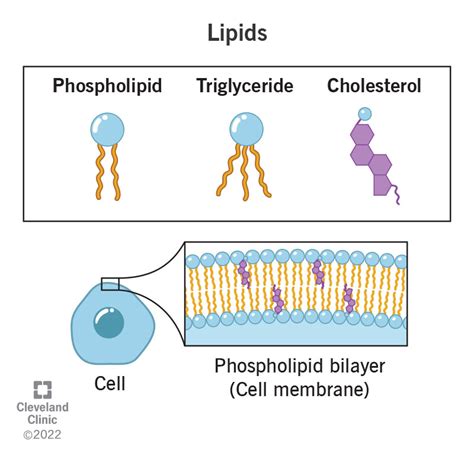 Lipids Epub