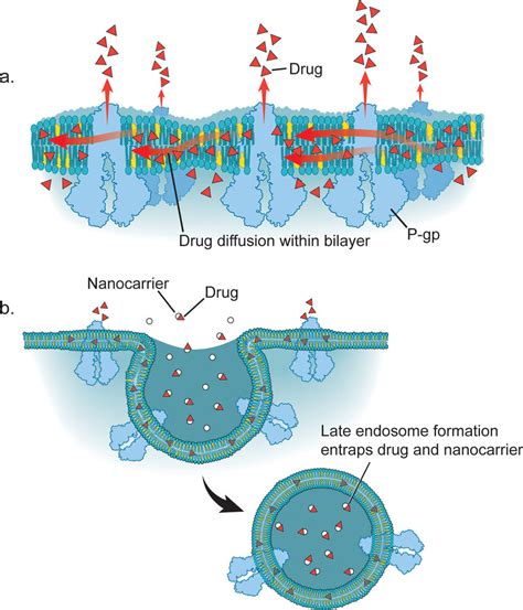 Lipids and Membrane Biophysics Kindle Editon