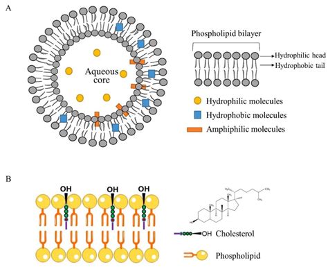 Liposomes PDF