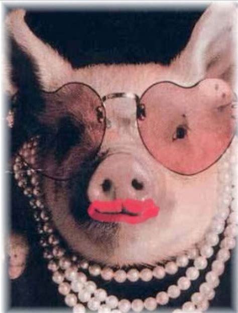 Lipstick on a Pig: 50,000+ Ways to Transform Your Look