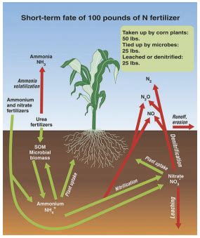 Liquid Nitrogen Fertilizer for Corn: Maximize Yields and Profitability