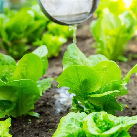 Liquid Vegetable Fertilizer: 5 Surprising Facts That Will Transform Your Garden