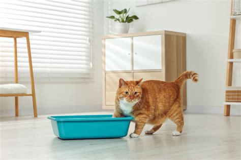 Litter Box 101: The Definitive Guide to 2025 VS 2023