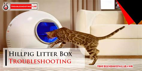 Litter Box 101: Troubleshooting Common Issues in 2025