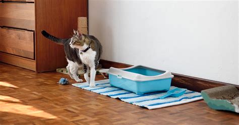 Litter Box 4.0: The Future of Feline Sanitation in 2025