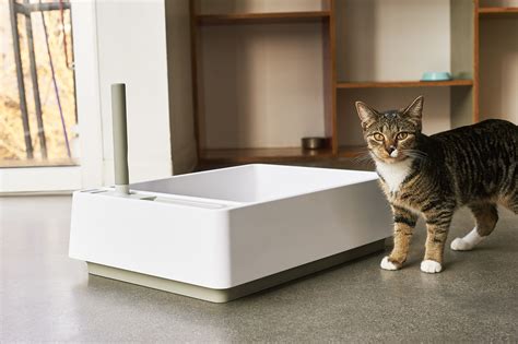 Litter Box Design and Innovation: 2025 and Beyond