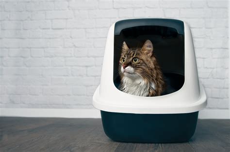 Litter Box Odor Control Systems: A Comprehensive Guide