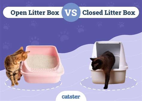 Litter Box Recall Notices 2025: VS. Plastic, Metal, Ceramic