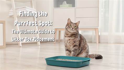 Litter Boxes for Cats: The Ultimate Guide to Finding the Purrfect Fit