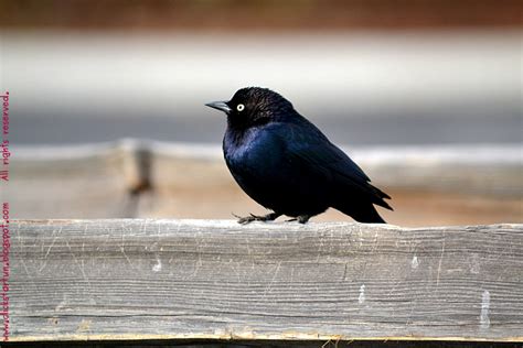 Little Blackbird Reader