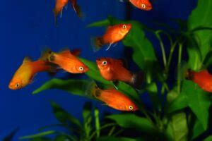 Live Bearing Fish: A Beginner's Guide to Breeding and Care