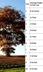 Live Oak Growth Chart