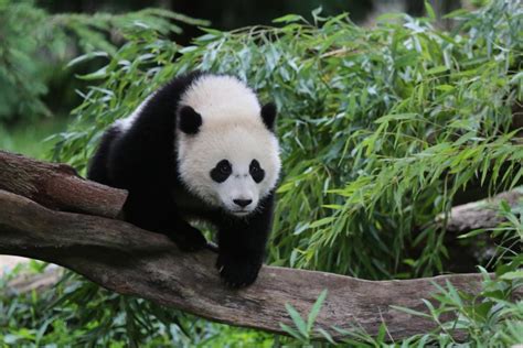 Live Panda Cam: Witness the Wonders of Giant Pandas