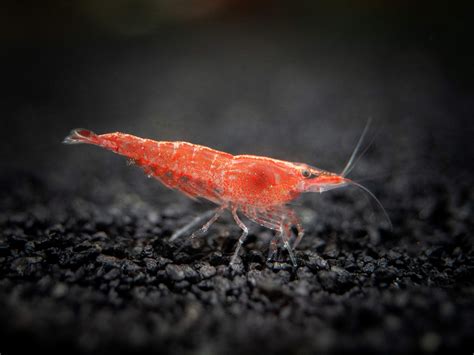 Live Shrimp: